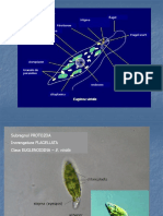 01 Protozoa 1