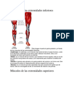 41759319-Musculos-de-Las-Extremidades.pdf