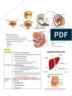 GI Anatomy & Embryo