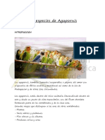 Agapornis PDF