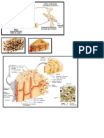 anatomia1.docx