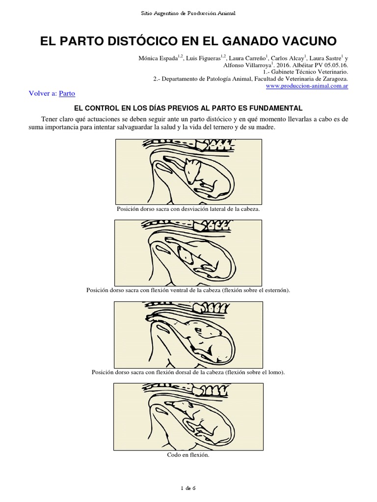18 Parto Distocico | Descargar gratis PDF | Parto | Vacas