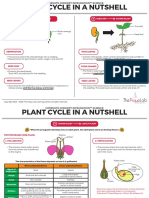 DG5 Plant Cycle in A Nutshell l1d PDF