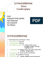 Coniferophyta New
