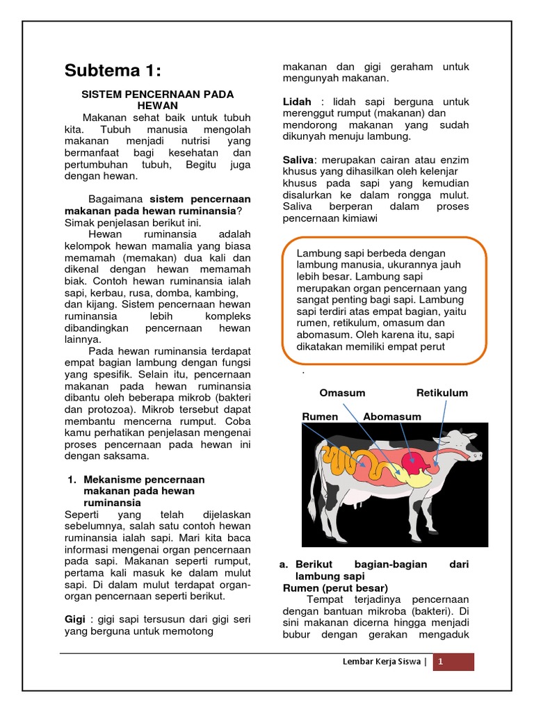 Sistem Pencernaan Sapi Ruminansia | PDF