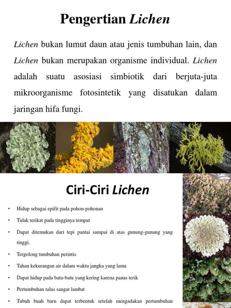 Pengertian Lichen