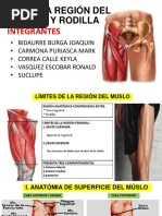 Anatomía del Muslo: Regiones y Músculos | PDF | Anatomía humana ...