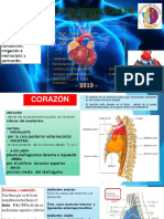 Columna Vertebral Completo