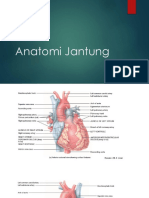 Anatomi Jangtung & Sirkulasi Jantung