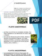 Planta Gimnospermas