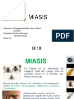 Miasis Zamir Terminado