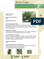 Zapote PDF