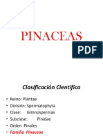 1C. Pinophytas Sp 1