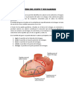 El gusto es el sentido que nos permite identificar los sabores en los alimentos.docx