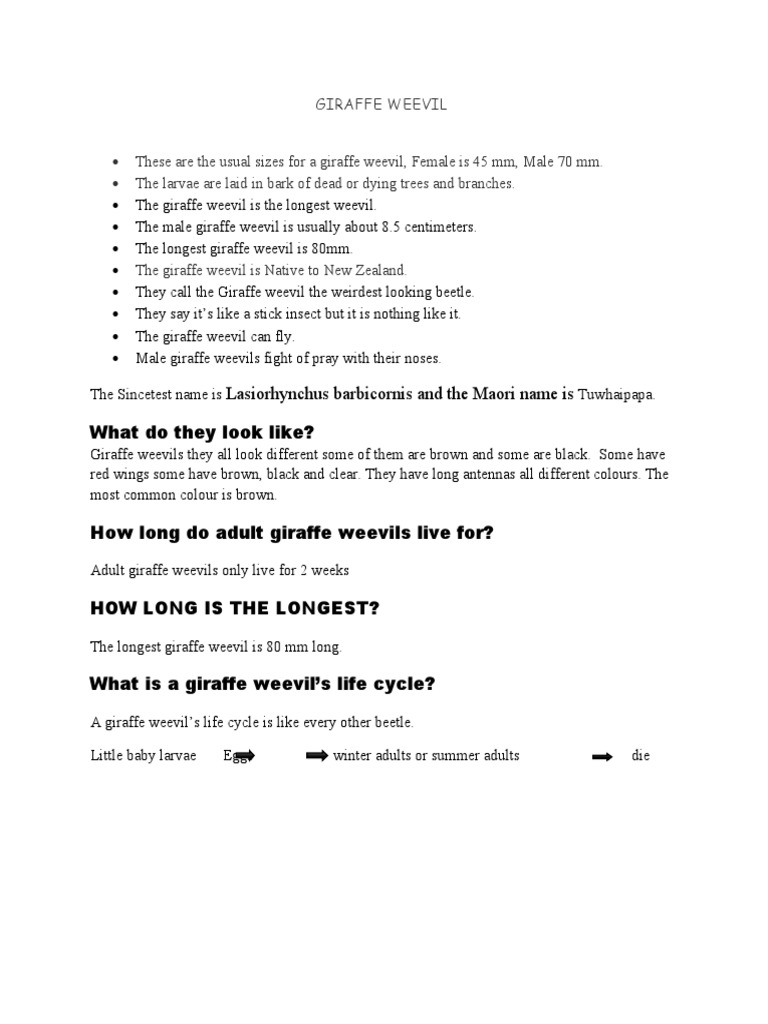 Giraffe Weevil | PDF