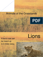 Grasslands Animals: Lions, Zebras, Elephants, Tigers & Giraffes