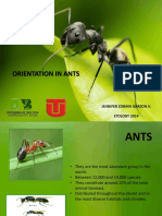 Orientation in Ants: Jennifer Zoraya Garzon V. ETOLOGY 2014