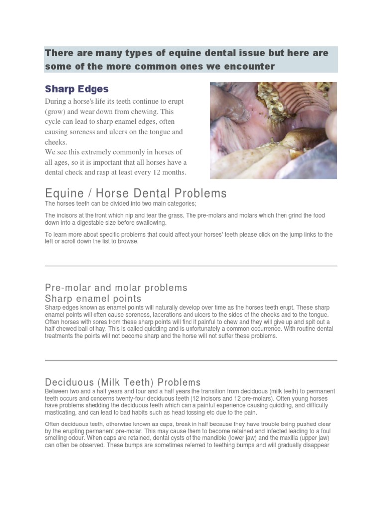 A Comprehensive Overview of Common Equine Dental Issues PDF Tooth