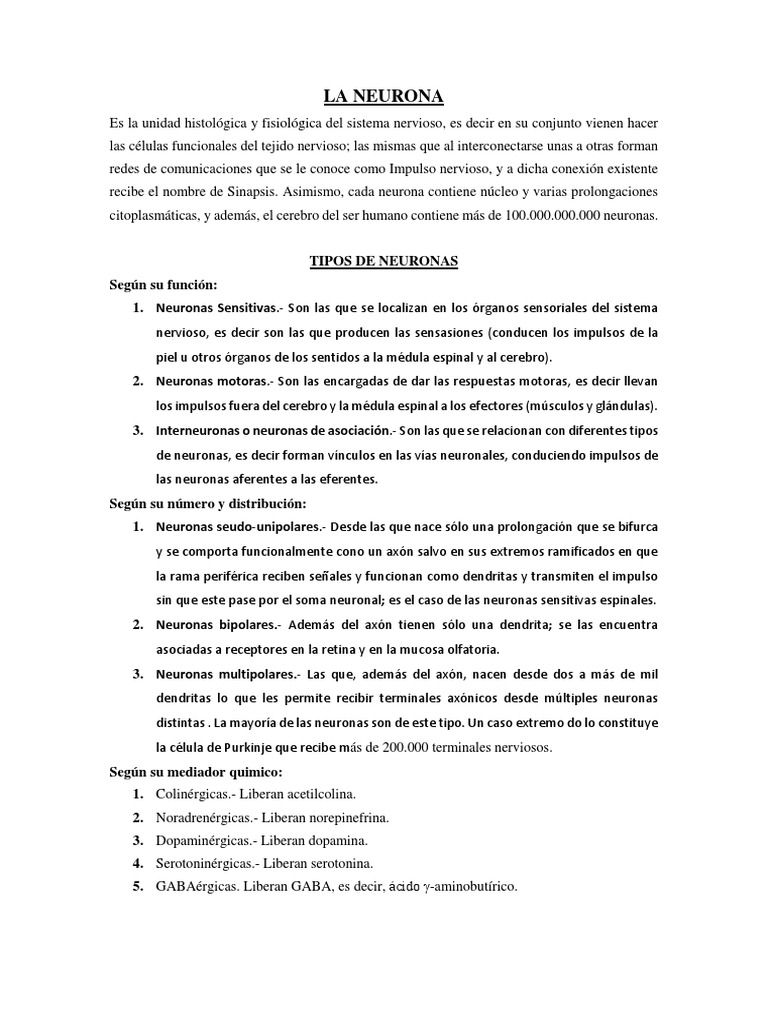 Funciones de Las Neuronas | PDF | Neurona | Sistema nervioso