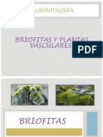 Briofitas Y Plantas Vasculares (1).pptx