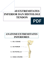 Anatomi Extremitates Inferior Dan Histologi Tendon