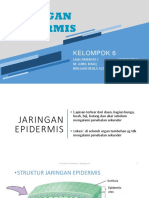 Kelompok 6 Jaringan Epidermis