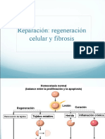 Reparacion y Regeneracion