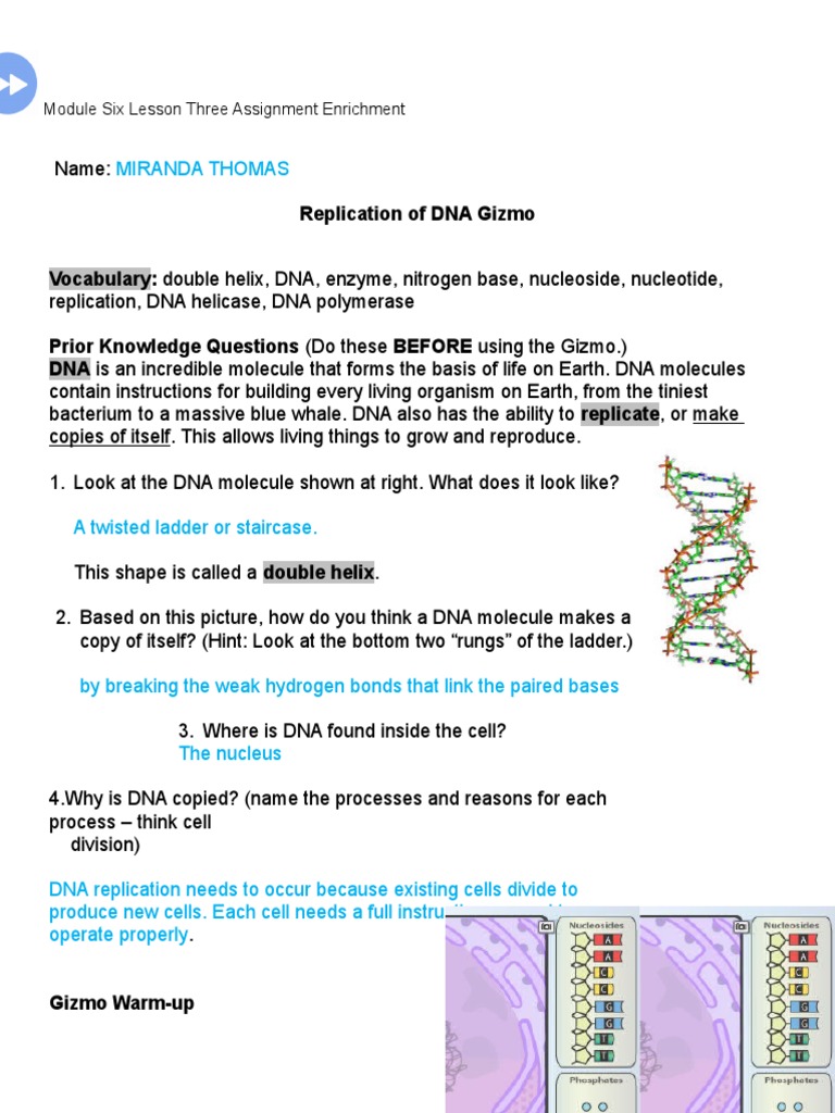 Building Dna Gizmo Answer Key : Student Exploration Sheet ...