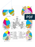 Lung Segments