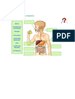 Aparato Digestivo para Completar