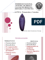 platelmintos1 pdf.pdf