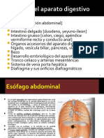 3.3 Subtema Organos Intraabdominales