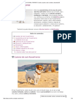 ▷ JACK RUSSELL TERRIER【 Carácter, aspecto, salud, cuidados, alimentación】