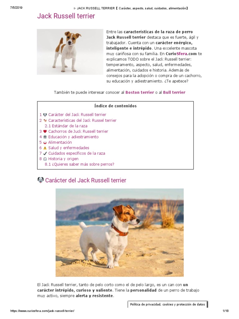 JACK RUSSELL TERRIER【 Carácter, aspecto, salud, cuidados, alimentación ...