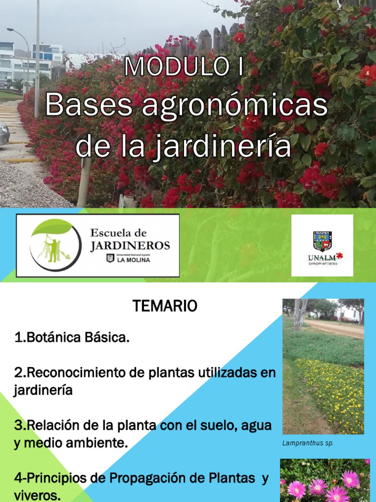 Modulo I Bases Agronomicas Las Plantas 1 Pdf Tallo De La