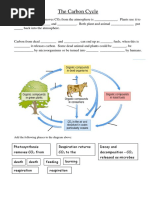 Carbon Cycle Worksheet