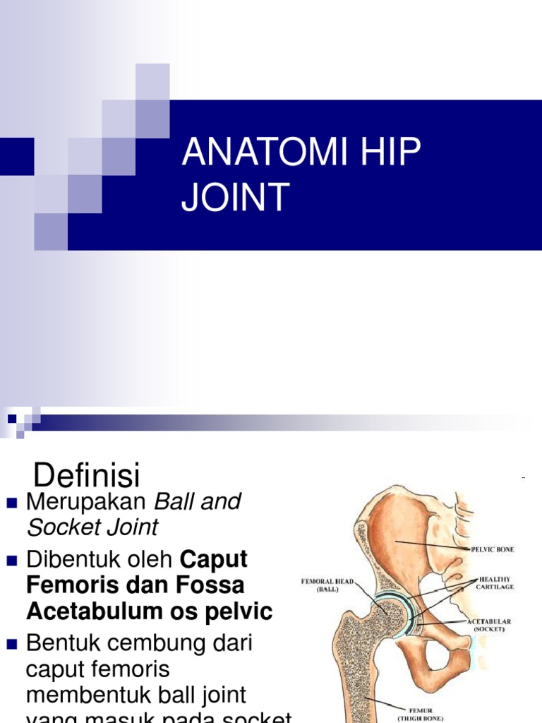 Anatomi Hip Joint Biology Diagrams
