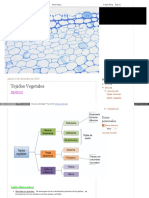Biologiadinamica100 Blogspot Com Ar 2012 12 Tejidos Vegetale
