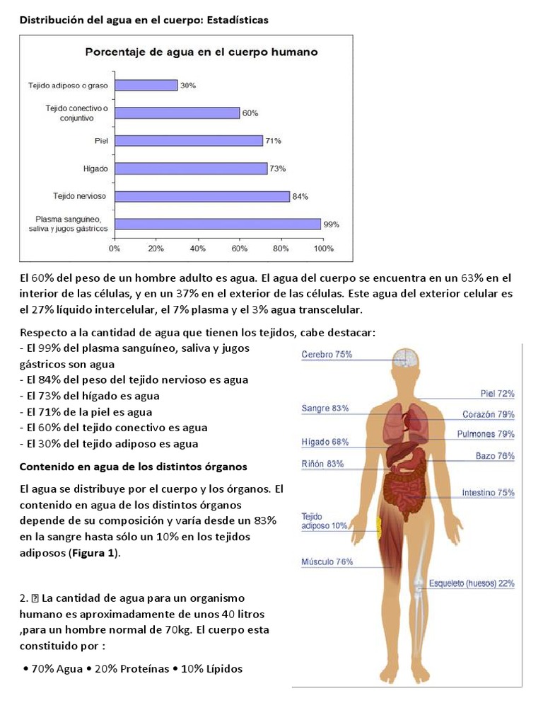 Distribución del agua en el cuerpo Fisiologia Animal Agua