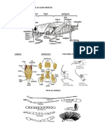 CLASE 1 ANATOMIA.docx