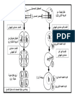 وثيقة تبين سلوك الصبغيات أثناء تشكل الأمشاج