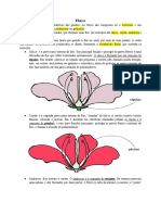 Estrutura e classificação da flor