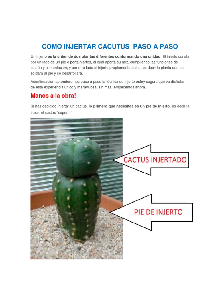 Guia Practica de Como Injertar Cacutus Paso A Paso | PDF | Injerto | Papel