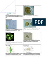 Gambar Untuk Protista