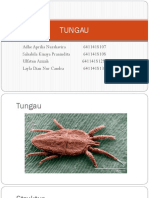 TUNGAU