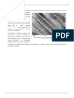 Collagene PDF