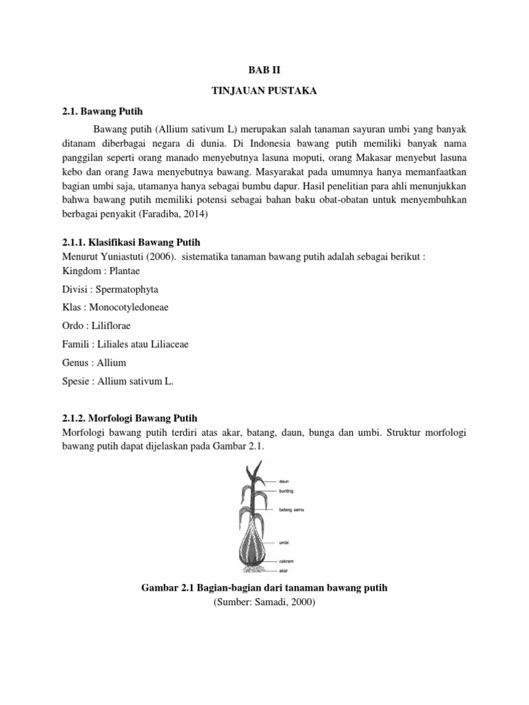 Bab Ii Bawang Putih