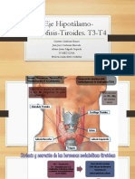Eje-Hipotalamo-tiroides IV Semestre Grupo A