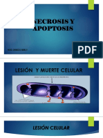 Necrosis y Apoptosis