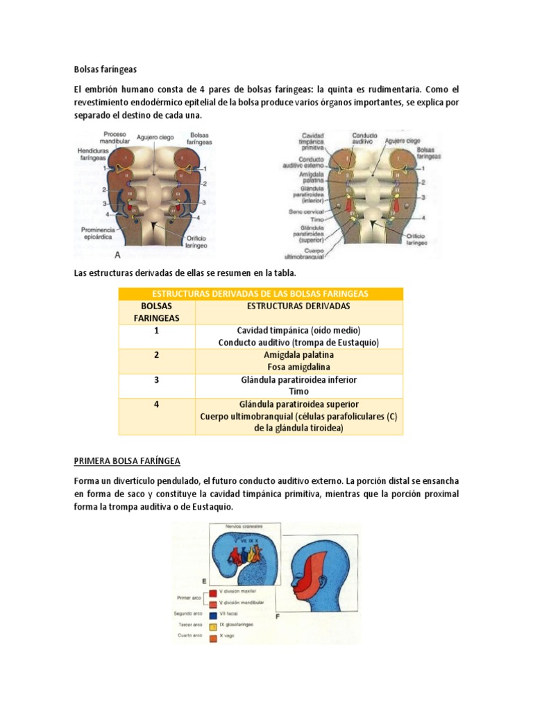 derivados-de-bolsas-far-ngeas-humanas-pdf-timo-tiroides